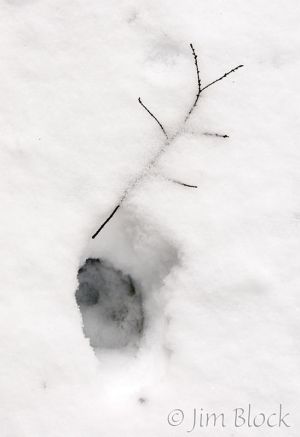 09   DP970I-Coyote-Track.jpg